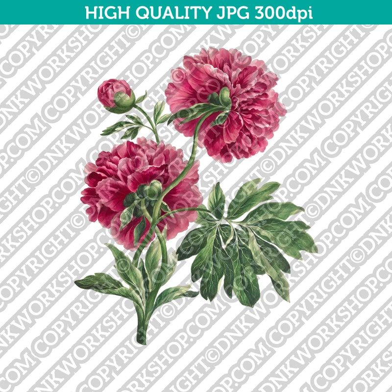 Classic Vintage Printable Wall Art Painting Botanical Flower Pink Peony ...