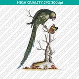Classic Vintage Printable Wall Art Hand Drawn Painting Animal Bird Parrot Macaw Digital Download