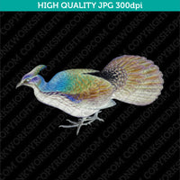 Retro Classic Vintage Printable Wall Art Watercolor Painting Animal Himalayan Monal Bird