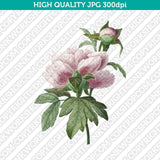 Retro Classic Vintage Printable Wall Art Watercolor Painting Botanical Peony Flower Plant