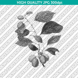 Classic Vintage Printable Wall Art Hand Drawn Painting Botanical Prunes with Leaves Plant Digital Download