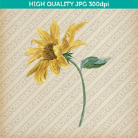 Retro Classic Vintage Printable Wall Art Watercolor Painting Botanical Sunflower Plant