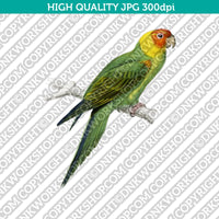 Classic Vintage Printable Wall Art Hand Drawn Painting Animal Bird Eastern Rosella Digital Download