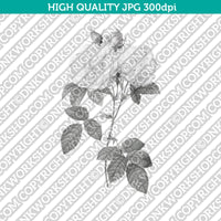 Classic Vintage Printable Wall Art Hand Drawn Painting Botanical Flower Italian Damask Rose Plant Digital Download