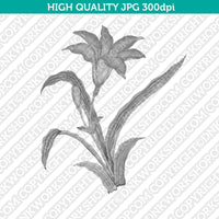 Classic Vintage Printable Wall Art Hand Drawn Watercolor Painting Botanical Tritonia Flower