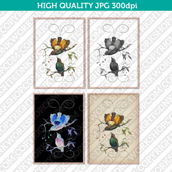 Classic Vintage Printable Wall Art Hand Drawn Painting Animal Magnificent Bird of Paradise Digital Download
