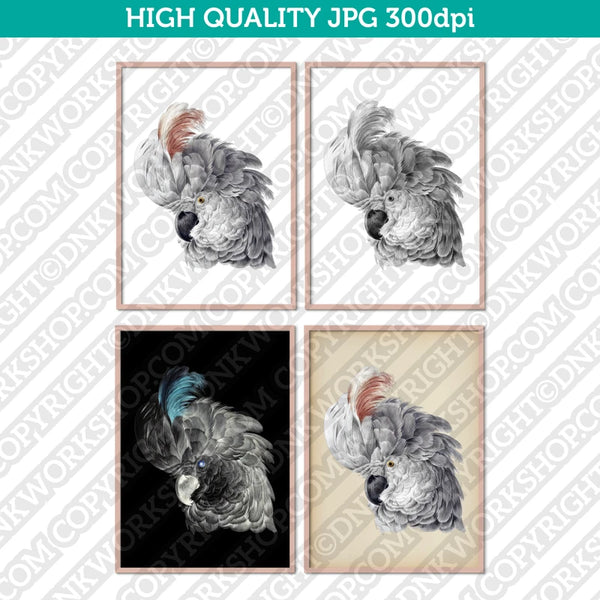 Classic Vintage Retro Printable Wall Art Painting Animal Bird Parrot White Cockatoo Digital Download