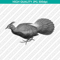 Retro Classic Vintage Printable Wall Art Watercolor Painting Animal Himalayan Monal Bird