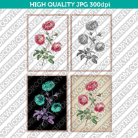 Classic Vintage Printable Wall Art Hand Drawn Painting Botanical Flower Provence Cabbage Rose Plant Digital Download