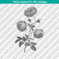 Classic Vintage Printable Wall Art Hand Drawn Painting Botanical Flower Provence Cabbage Rose Plant Digital Download