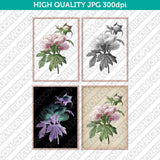 Retro Classic Vintage Printable Wall Art Watercolor Painting Botanical Peony Flower Plant