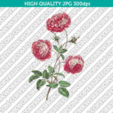 Classic Vintage Printable Wall Art Hand Drawn Painting Botanical Flower Provence Cabbage Rose Plant Digital Download