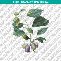 Classic Vintage Printable Wall Art Hand Drawn Painting Botanical Prunes with Leaves Plant Digital Download