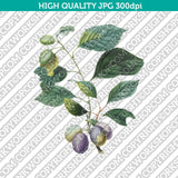 Classic Vintage Printable Wall Art Hand Drawn Painting Botanical Prunes with Leaves Plant Digital Download