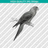 Classic Vintage Printable Wall Art Hand Drawn Painting Animal Bird Eastern Rosella Digital Download