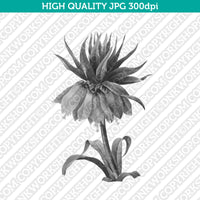 Classic-Vintage-Retro-Watercolor-Painting-Botanical-Flower-Crown-Imperial-Fritillary-Plant-Printable-Wall-Art