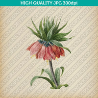 Classic-Vintage-Retro-Watercolor-Painting-Botanical-Flower-Crown-Imperial-Fritillary-Plant-Printable-Wall-Art