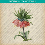 Classic-Vintage-Retro-Watercolor-Painting-Botanical-Flower-Crown-Imperial-Fritillary-Plant-Printable-Wall-Art
