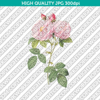Classic Vintage Printable Wall Art Hand Drawn Painting Botanical Flower Italian Damask Rose Plant Digital Download