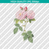 Classic Vintage Printable Wall Art Hand Drawn Painting Botanical Flower Italian Damask Rose Plant Digital Download