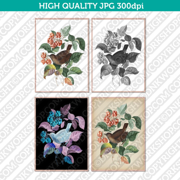 Classic-Vintage-Watercolor-Painting-Botanical-Eurasian-Wren-Bird-Raspberry-Plant-Printable-Wall-Art