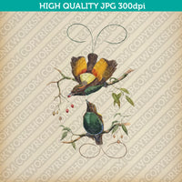 Classic Vintage Printable Wall Art Hand Drawn Painting Animal Magnificent Bird of Paradise Digital Download