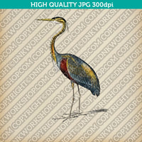 Classic Vintage Printable Wall Art Painting Bird Purple Heron Digital Download