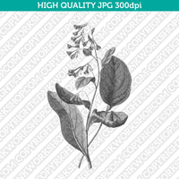 Classic Vintage Retro Printable Wall Art Painting Botanical Flower Lungworts Plant Digital Download