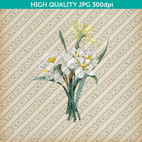 Classic Vintage Printable Wall Art Hand Drawn Painting Botanical Flower Double Daffodil Plant Digital Download