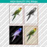 Classic Vintage Printable Wall Art Hand Drawn Painting Animal Bird Eastern Rosella Digital Download