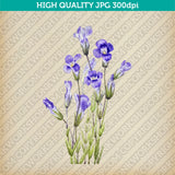 Retro Classic Vintage Printable Wall Art Watercolor Painting Botanical Flower Gentianopsis Fringed Gentian Plant