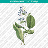 Classic Vintage Retro Printable Wall Art Painting Botanical Flower Lungworts Plant Digital Download