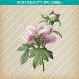 Retro Classic Vintage Printable Wall Art Watercolor Painting Botanical Peony Flower Plant