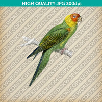 Classic Vintage Printable Wall Art Hand Drawn Painting Animal Bird Eastern Rosella Digital Download