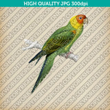 Classic Vintage Printable Wall Art Hand Drawn Painting Animal Bird Eastern Rosella Digital Download