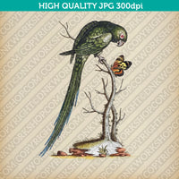 Classic Vintage Printable Wall Art Hand Drawn Painting Animal Bird Parrot Macaw Digital Download