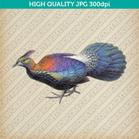 Retro Classic Vintage Printable Wall Art Watercolor Painting Animal Himalayan Monal Bird
