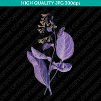 Classic Vintage Retro Printable Wall Art Painting Botanical Flower Lungworts Plant Digital Download
