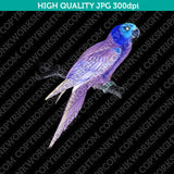 Classic Vintage Printable Wall Art Hand Drawn Painting Animal Bird Eastern Rosella Digital Download