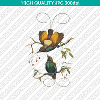 Classic Vintage Printable Wall Art Hand Drawn Painting Animal Magnificent Bird of Paradise Digital Download