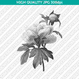 Retro Classic Vintage Printable Wall Art Watercolor Painting Botanical Peony Flower Plant