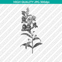 Classic Vintage Printable Wall Art Hand Drawn Painting Botanical Anterinum Flower Plant Digital Download