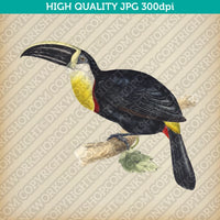Classic Vintage Retro Printable Wall Art Painting Bird Toucan Digital Download