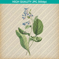 Classic Vintage Retro Printable Wall Art Painting Botanical Flower Lungworts Plant Digital Download