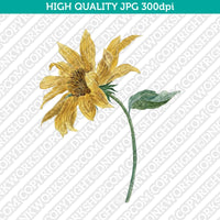 Retro Classic Vintage Printable Wall Art Watercolor Painting Botanical Sunflower Plant