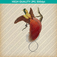 Classic Vintage Retro Printable Wall Art Painting Red Bird Of Paradise Digital Download