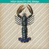 Classic Vintage Printable Wall Art Hand Drawn Painting Animal Crimson Crawfish Digital Download