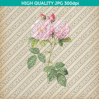 Classic Vintage Printable Wall Art Hand Drawn Painting Botanical Flower Italian Damask Rose Plant Digital Download