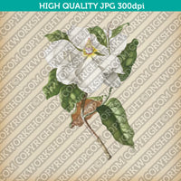 Classic Vintage Printable Wall Art Hand Drawn Painting Botanical Flower Magnolia Plant Digital Download