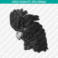 Retro Classic Vintage Printable Wall Art Watercolor Painting Animal Black Parrot Cockatoo Bird